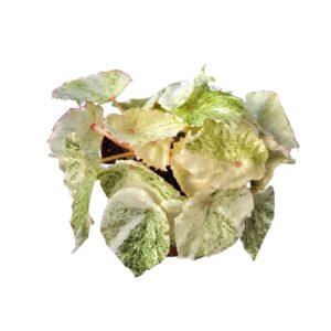 Begonia Begonia Rouge Variegata
(10 Plants/Order)(12cmP 15cmH)