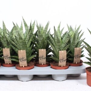 Sansevieria Cylindrica Sansevieria Tough Lady
(12 Plants/Order)(10.5cmP 30cmH)