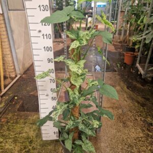 Syngonium Syngonium Mottled Mojito mosstok 120
(1 Plants/Order)(27cmP 120cmH)