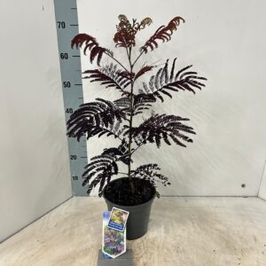 Albizia julibrissin Albizia julibrissin 'Summer Chocolate' PBR
(3 Plants/Order)(19cmP 70cmH)