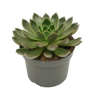 Echeveria Echeveria mira 13 cm
(6 Plants/Order)(13cmP 15cmH)