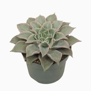 Echeveria Echeveria maradiba 13 cm
(6 Plants/Order)(13cmP 16cmH)