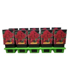 Phlox Paniculata Phlox Paniculata 'Starfire' P11
(10 Plants/Order)(11cmP 25cmH)