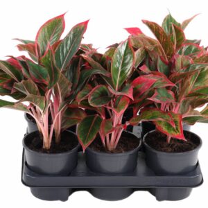 Aglaonema other Aglaonema Siam Red
(6 Plants/Order)(13cmP 30cmH)