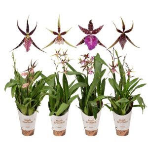 Brassia Summer Dream mix 2 spike 12 cm
(6 Plants/Order)(12cmP 55cmH)