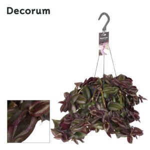 Tradescantia zebrina Little Hill
(5 Plants/Order)(17cmP 35cmH)
