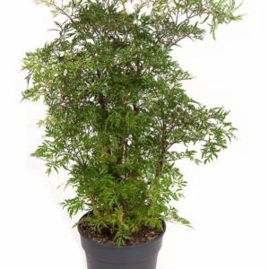 Polyscias fruticosa Polyscias Ming busch P19
(5 Plants/Order)(19cmP 70cmH)