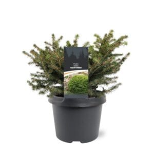 Picea abies Nidiformis
(1 Plants/Order)(19cmP 35cmH)