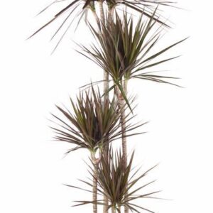 Dracaena Magenta Dracaena Magenta 120-90-60-30
(1 Plants/Order)(27cmP 180cmH)