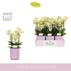 Phalaenopsis Multiflora Boquetto Sensation 3-5 spike in Molise Lilac Aquo
(6 Plants/Order)(12cmP 45cmH)