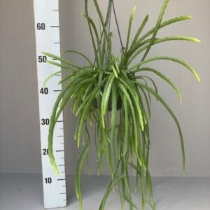 Rhipsalis Rhipsalis holvianum
(7 Plants/Order)(14cmP 50cmH)