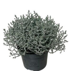 Calocephalus brownii Silvercalos
(12 Plants/Order)(10.5cmP 10cmH)