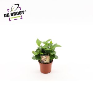 Coffea arabica Coffea Arabica
(18 Plants/Order)(9cmP 20cmH)