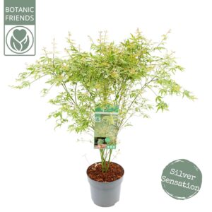 Acer palmatum Butterfly Acer palm. 'Butterfly'
(1 Plants/Order)(24cmP 80cmH)