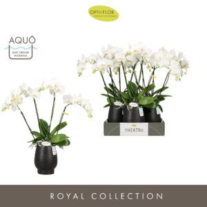 Phalaenopsis white more Ripsen Theatro Jazz 4 spike in Abruzzo Black Aquo
(3 Plants/Order)(12cmP 60cmH)