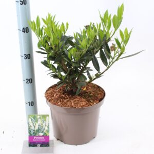 Prunus laurocerasus Otto Luyken Prunus laur. 'Otto Luyken' 
(1 Plants/Order)(23cmP 55cmH)