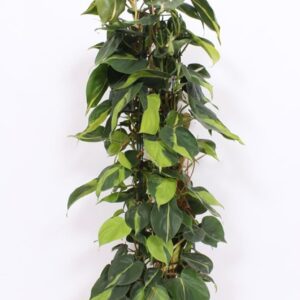 Philodendron Brasil Philodendron Scandens Brasil
(1 Plants/Order)(24cmP 110cmH)