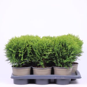 Thuja Danica Thuja occidentalis 'Danica'
(6 Plants/Order)(17cmP 30cmH)