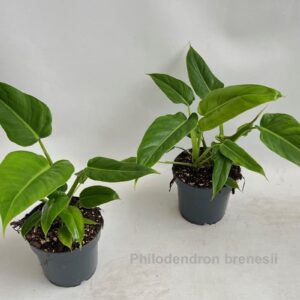 Philodendron Philodendron brenesii 14cm
(8 Plants/Order)(14cmP 35cmH)