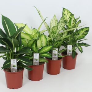 Dieffenbachia Purify Dieffenbachia mixed Luxe 17 cm
(6 Plants/Order)(17cmP 55cmH)
