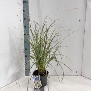 Siergrassen mix Chlorophytum saunderisiae ‘Starlight’ PBR
(3 Plants/Order)(19cmP 70cmH)