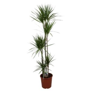 Dracaena marginata Dracaena Marginata 120-90-60-30-15
(1 Plants/Order)(30cmP 190cmH)