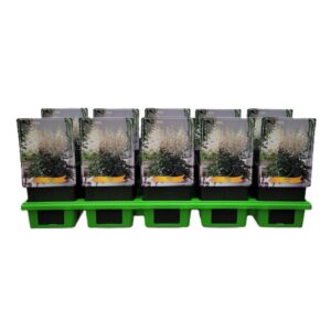 Astilbe Astilbe 'Ellie' P11
(10 Plants/Order)(11cmP 25cmH)