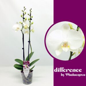Phalaenopsis Floriclone Izzy Izzy 2-tak 60cm (GROEN)
(10 Plants/Order)(12cmP 60cmH)
