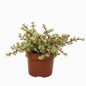 Portulacaria afra 'Variegata Portulacaria afra variegata 12 cm
(6 Plants/Order)(12cmP 20cmH)