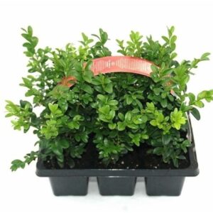 Buxus other Buxus sempervirens 6-pack
(1 Plants/Order)(1cmP 30cmH)