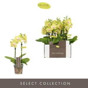 Phalaenopsis Multiflora Optifriend Yellow 2 spike
(8 Plants/Order)(7cmP 25cmH)