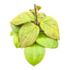 Hoya Hoya Sarawak Cream
(2 Plants/Order)(12cmP 10cmH)