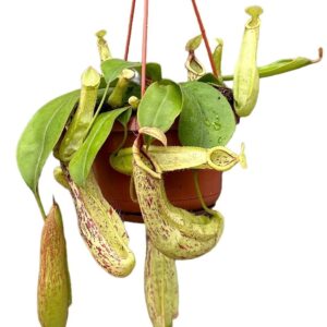 Nepenthus Nepenthes Monkey Jars Mojito
(8 Plants/Order)(14cmP 45cmH)