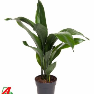Aspidistra elatior Aspidistra Elatior P19
(1 Plants/Order)(19cmP 80cmH)