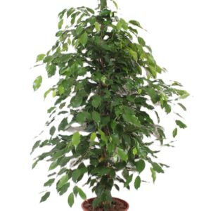 Ficus Exotica Ficus Exotica
(1 Plants/Order)(27cmP 140cmH)