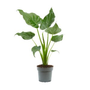 Alocasia cucullata Alocasia Cucullata 17cm
(6 Plants/Order)(17cmP 65cmH)