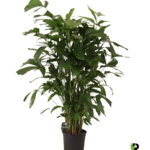 Caryota mitis Caryota mitis
(1 Plants/Order)(24cmP 130cmH)