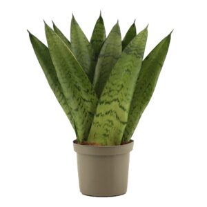Sansevieria zeylanica Sansevieria Zeylanica Fan 9 cm
(12 Plants/Order)(9cmP 25cmH)