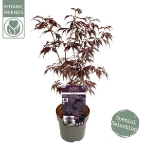Acer palmatum Acer palm. 'Black Lace' ® PREMIUM 
(1 Plants/Order)(19cmP 70cmH)
