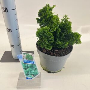 Chamaecyparis obtusa Chamaecyparis obt. ‘Nana Gracilis’
(1 Plants/Order)(19cmP 25cmH)