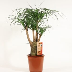 Nolina recurvata Beaucarnea busch 21 cm
(1 Plants/Order)(21cmP 65cmH)