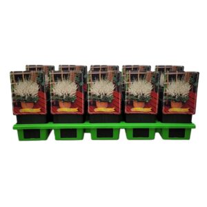 Astilbe Astilbe chinensis 'Visions in White' P11
(10 Plants/Order)(11cmP 25cmH)