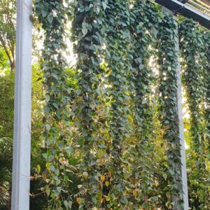 Philodendron scandens Philodendron Scandens
(1 Plants/Order)(40cmP 400cmH)