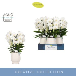 Phalaenopsis white more Ripsen Fontano Bellagio 5 spike in Abruzzo White Aquo
(3 Plants/Order)(12cmP 50cmH)