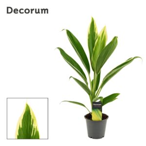 Cordyline Conga Cordyline New Conga 12 cm ( Decorum ) 
(10 Plants/Order)(12cmP 45cmH)