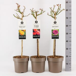 Rosa pink Classics (TH/F) mix, stam 50, C6
(1 Plants/Order)(24cmP 70cmH)