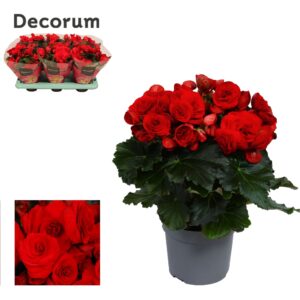 Begonia Baladin Begonia ''baladin'' red 13cm Decorum
(6 Plants/Order)(13cmP 32cmH)