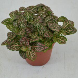 Fittonia Mosaic Mistral FITTONIA MISTRAL 12 CM
(9 Plants/Order)(12cmP 20cmH)