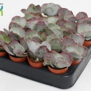 Cotyledon undulata Cotyledon Undulata
(20 Plants/Order)(5.5cmP 10cmH)