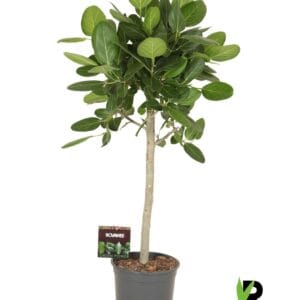 Ficus Audrey beng. op stam
(1 Plants/Order)(27cmP 130cmH)